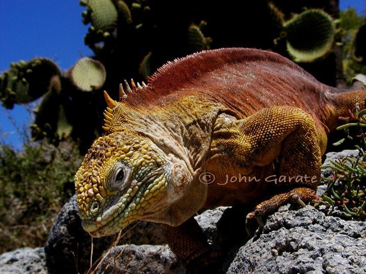 Orange-brown land iguana in the Galapagos on rocks with cactus in the background, basking in sunlight