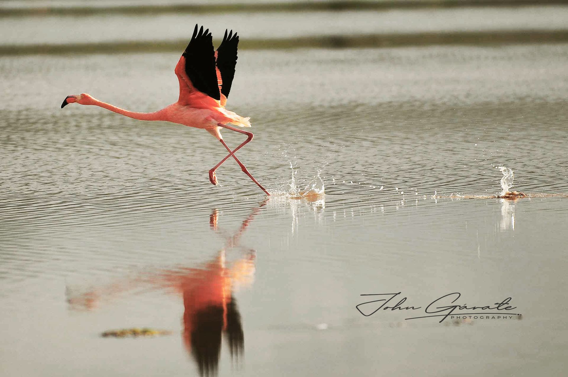 Pink flamingo taking flight over shallow water, with a clear reflection beneath it.