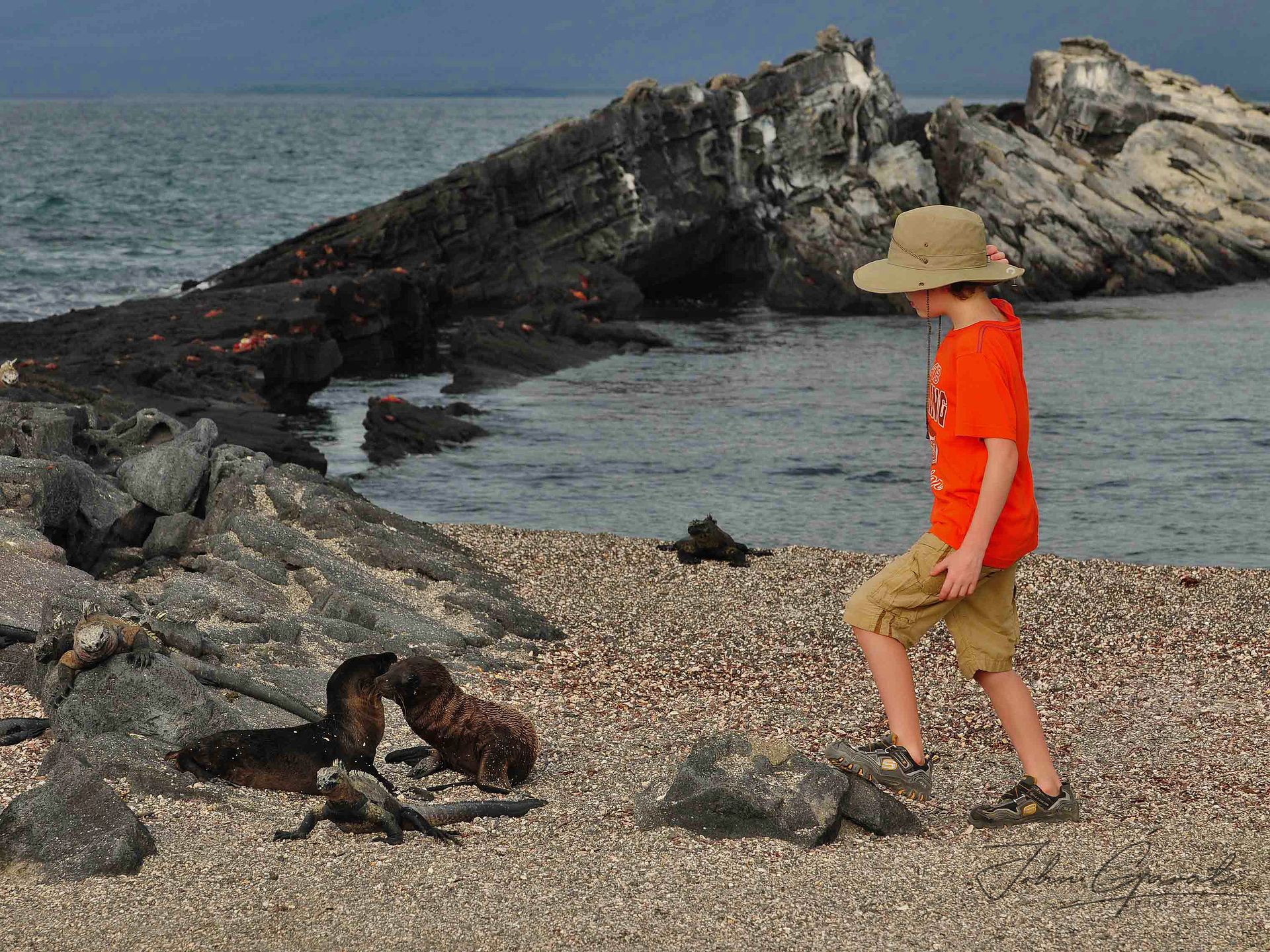 A child in orange shirt and hat walking on a rocky beach near two sea lions pups and marine iguanas by the shore.
