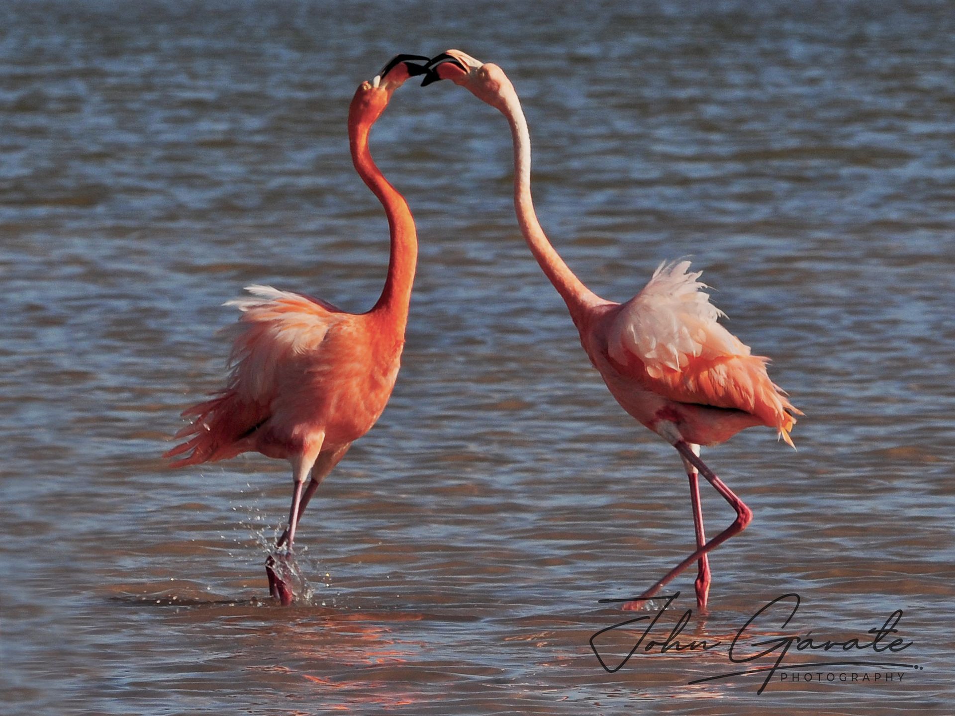 Two pink flamingos touching beaks in shallow water