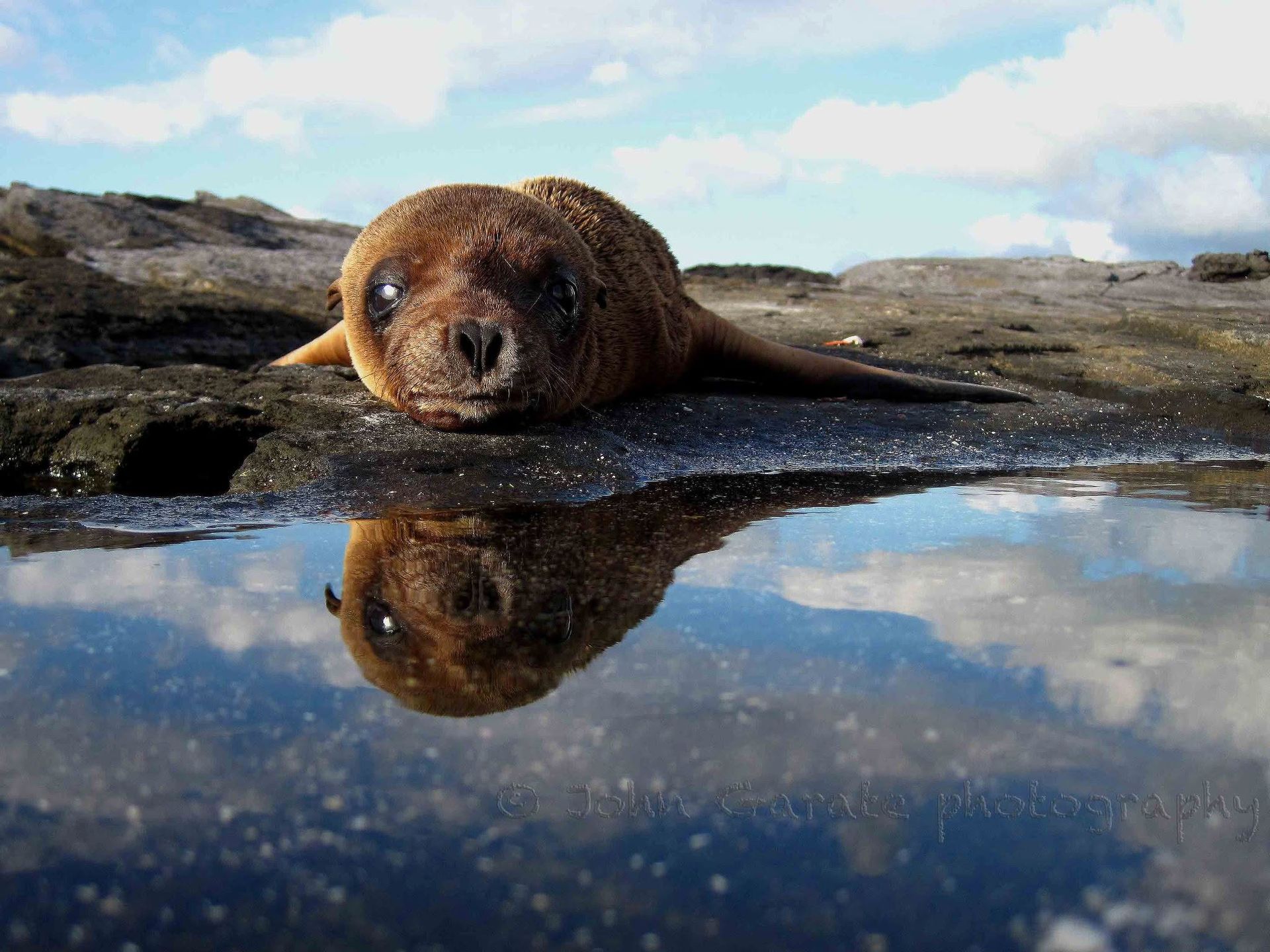 Brown sea lion pup resting on rocky shore, reflected in a shallow tidal pool under a cloudy sky
