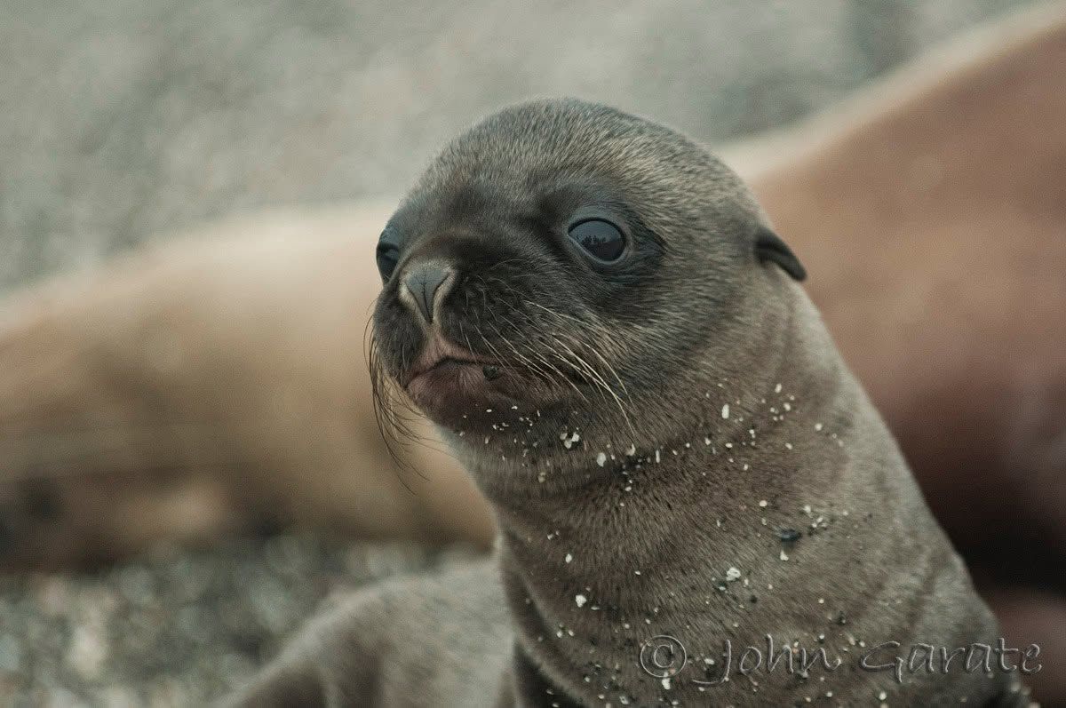 Sea lion pup resting on a sandy beach, close-up with specks of sand on its fur.