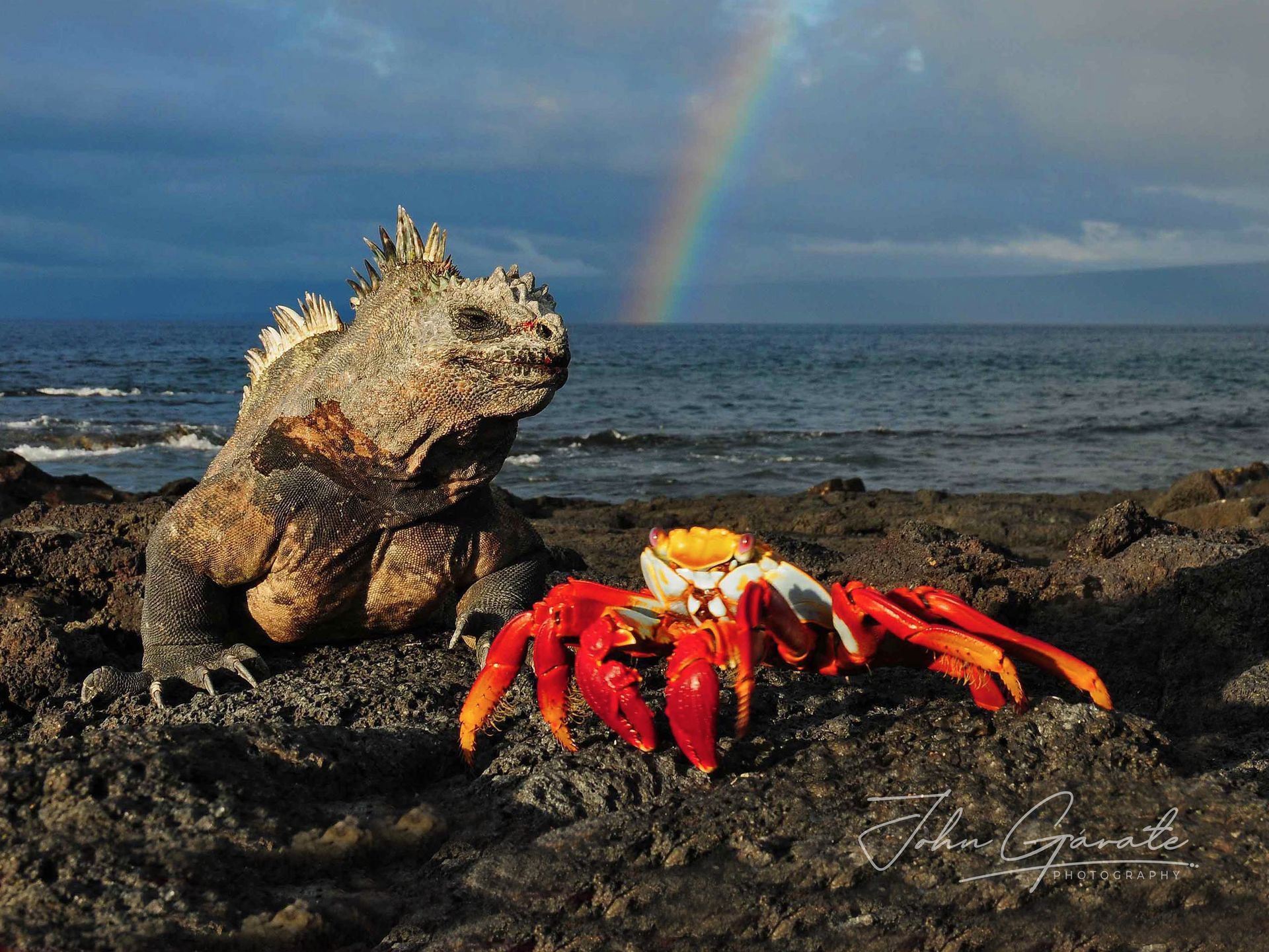 A marine iguana and crab on dark rocks by the sea, one red, with a rainbow in the background