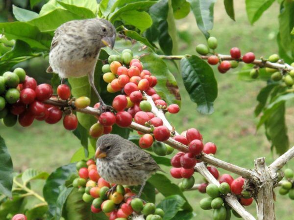 Two birds perched on a branch of a coffee tree in Galapagos