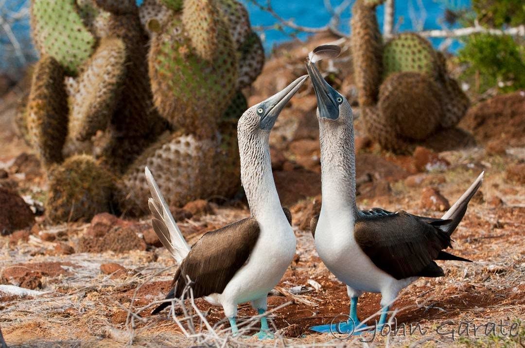 Two blue-footed boobies facing each other on a sandy nesting ground