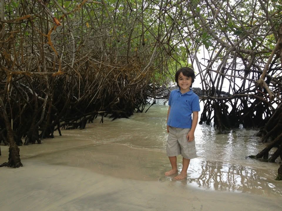 Child standing in shallow water among mangrove roots on a sandy shoreline
