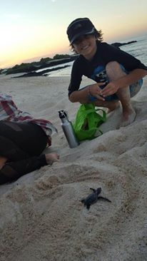 A child crouches on a sandy beach Galapagos watching a baby sea turtle. A water bottle and a green bag are nearby.
