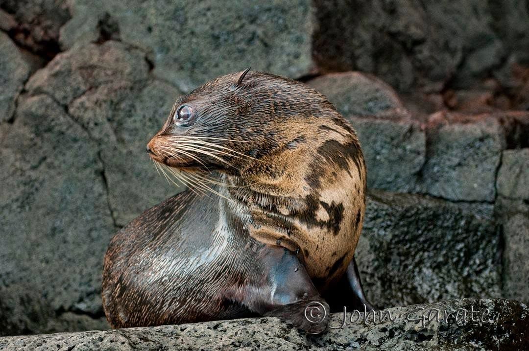 Fur Sea is resting on a rocky shore, with wet brown fur and a calm pose.