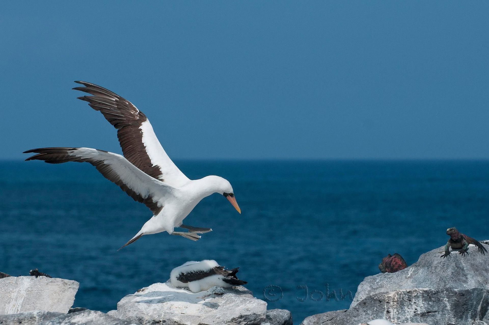 Nasca boobie landing on rocky shore with ocean and blue sky in the background