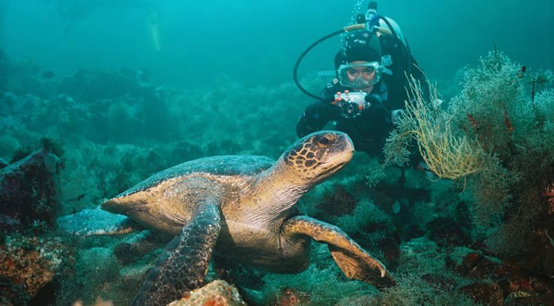 A scuba diver is taking a picture of a sea turtle on a coral reef in Galapagos.