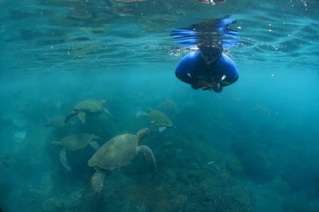 Snorkeler floating above sea turtles in clear blue water