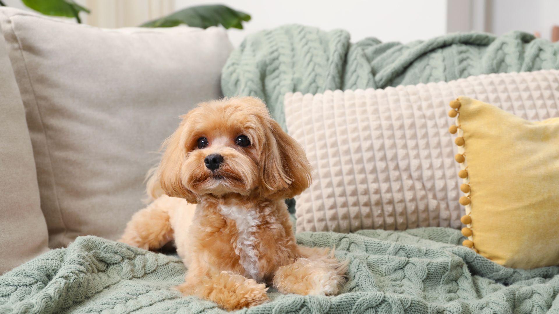 Spokane pet odor treatment