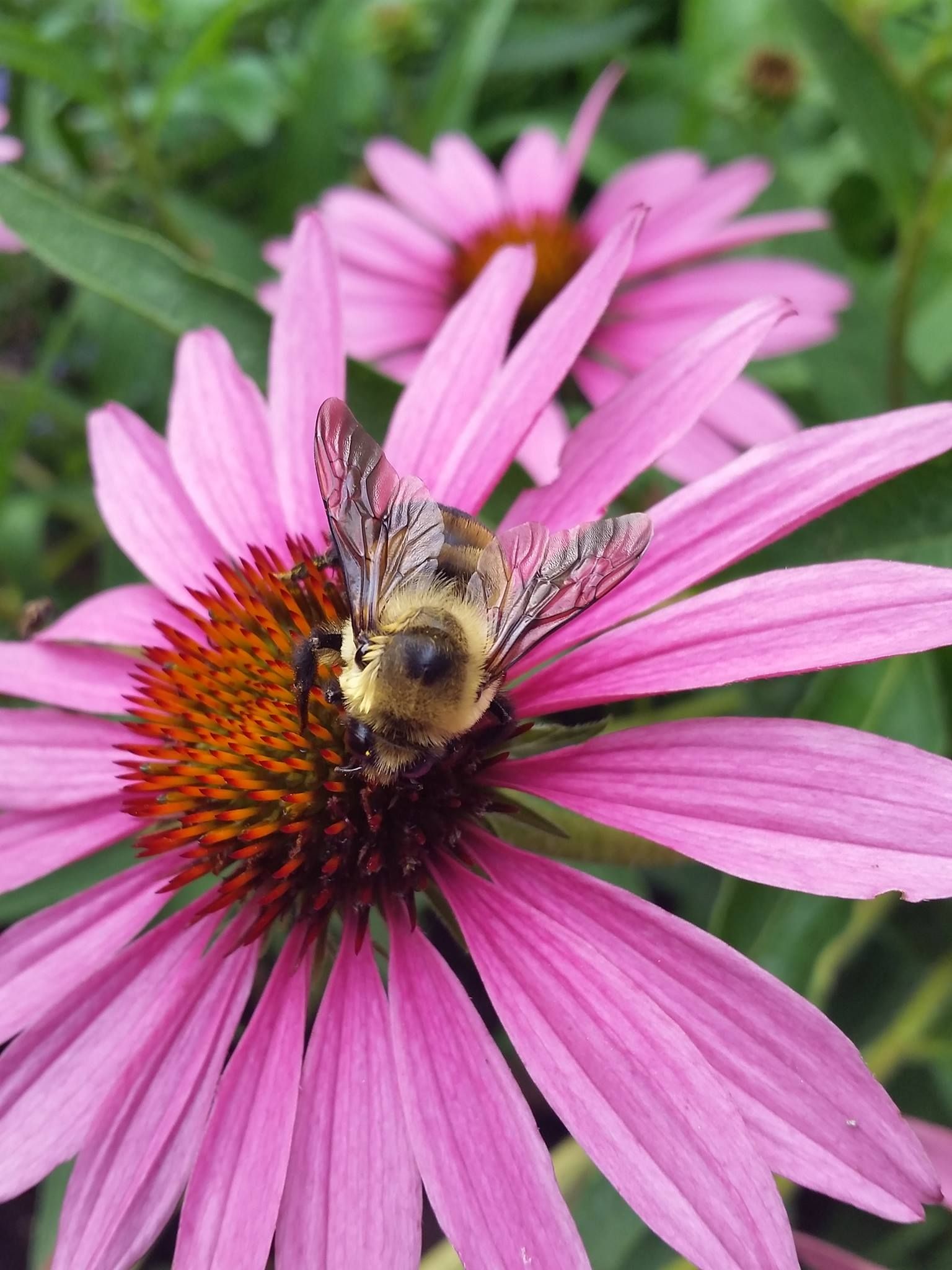 bee on flower