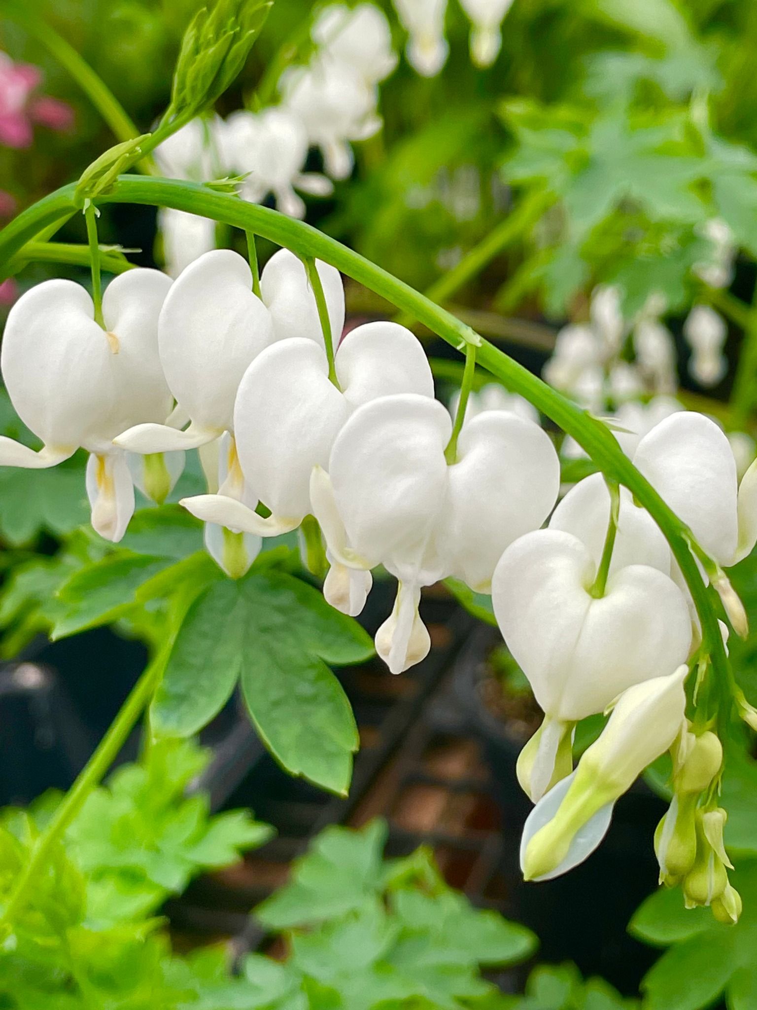 perennial and annuals