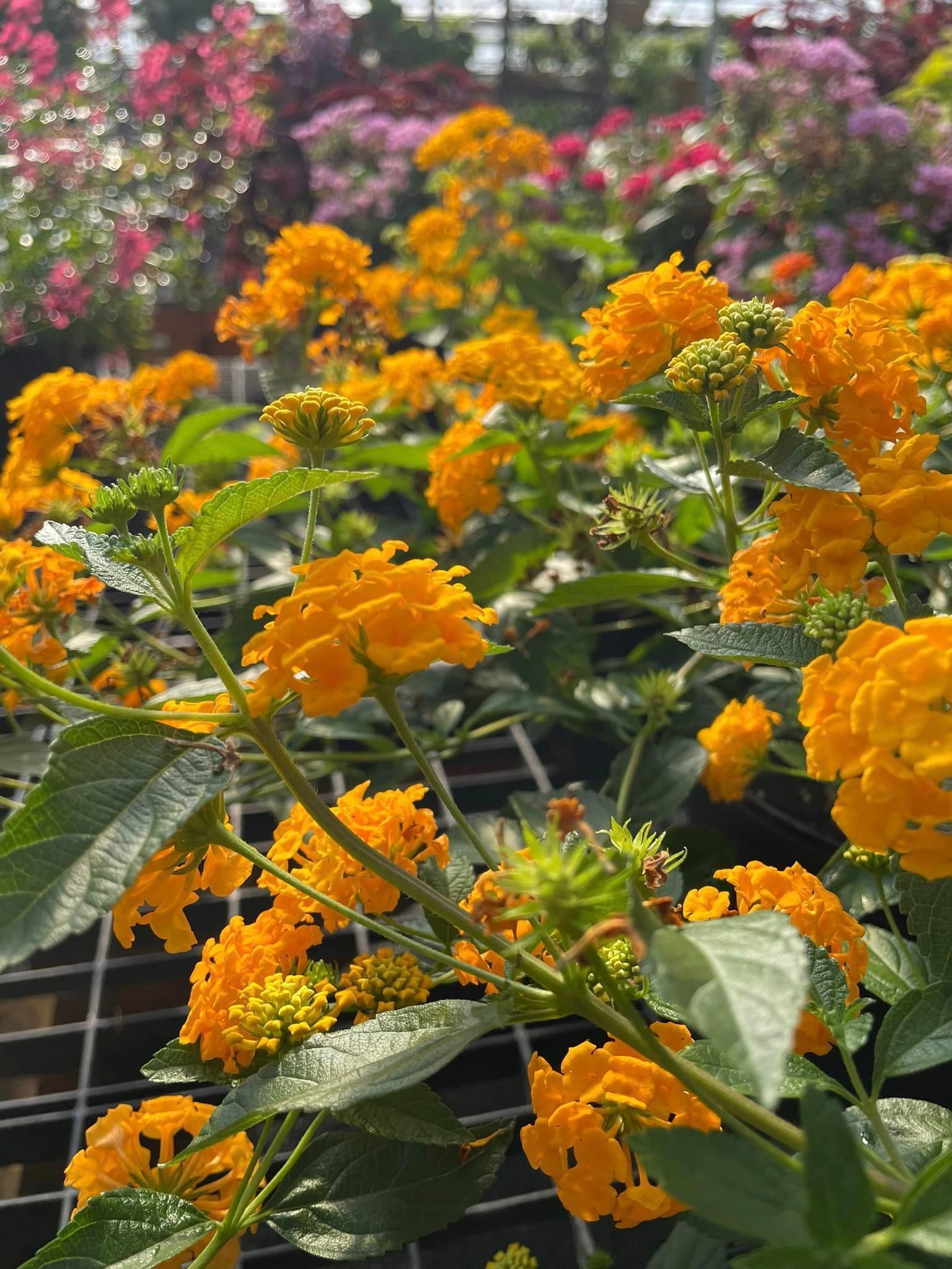 Garden City Yellow Flowers