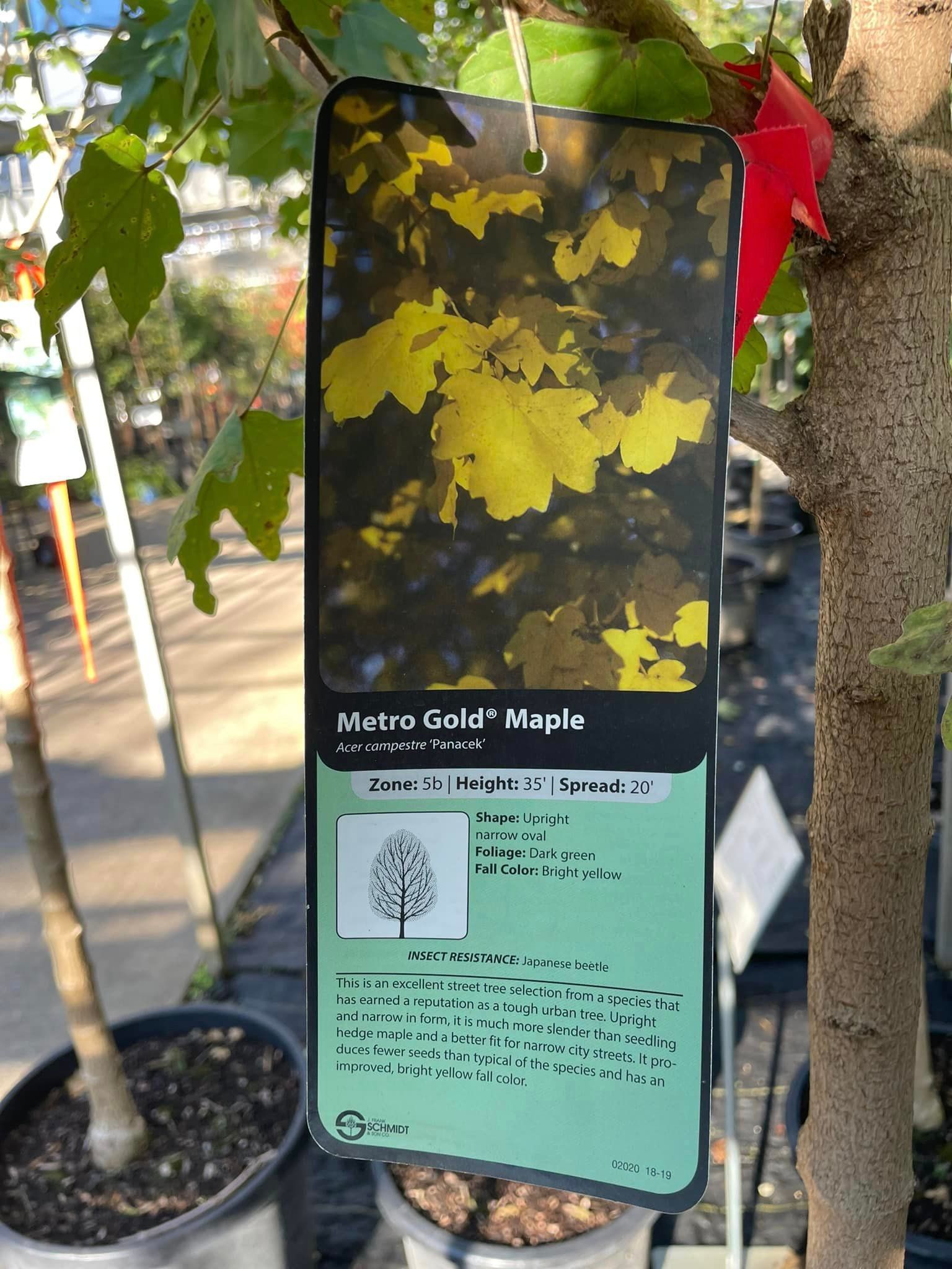 trees and shrubs
