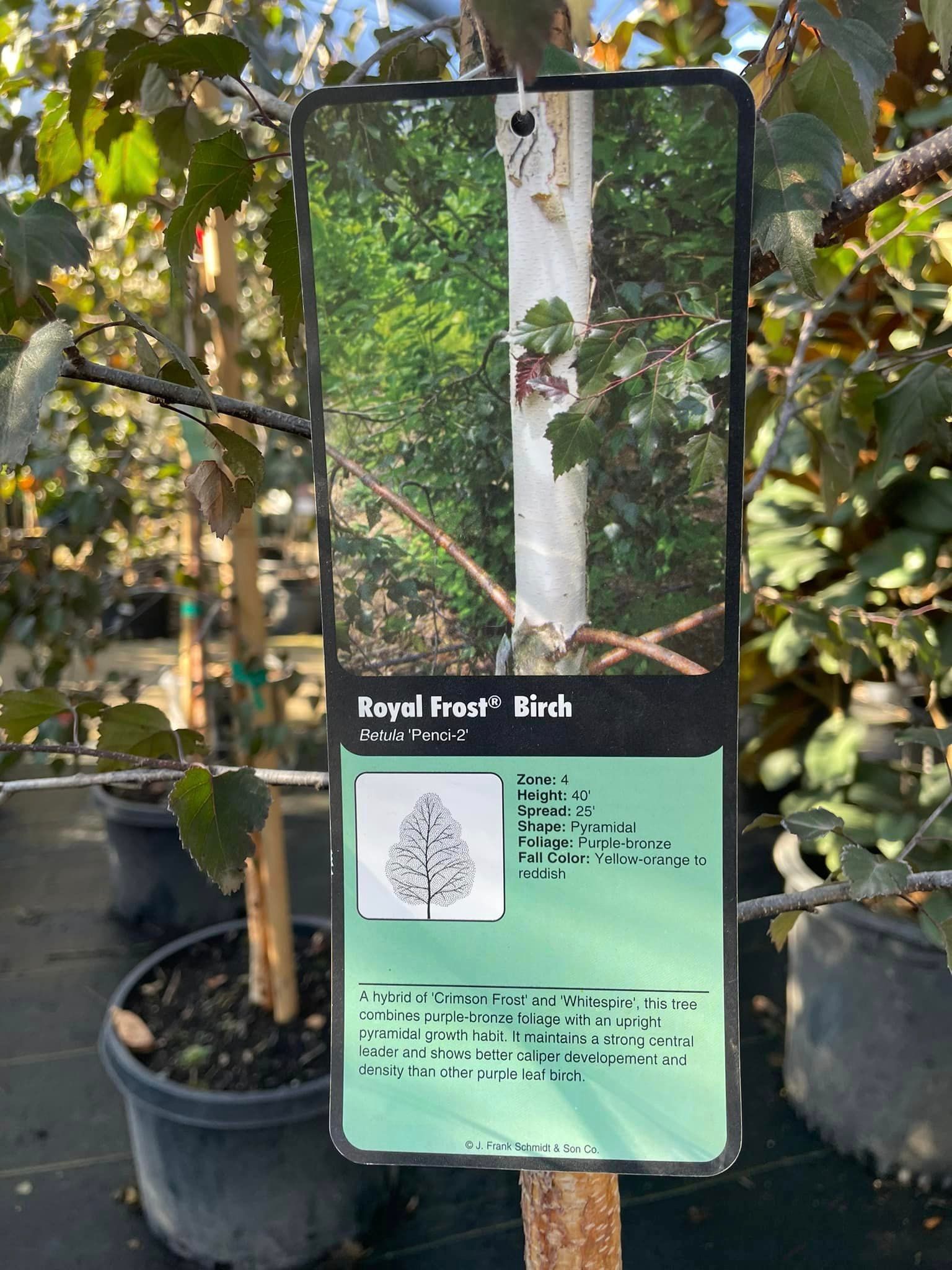 trees and shrubs