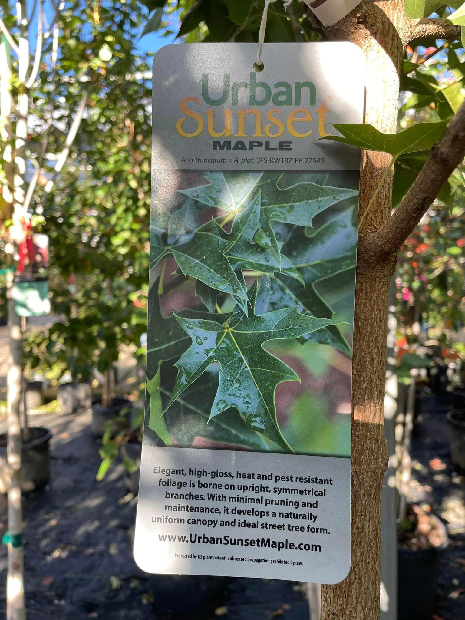 trees and shrubs