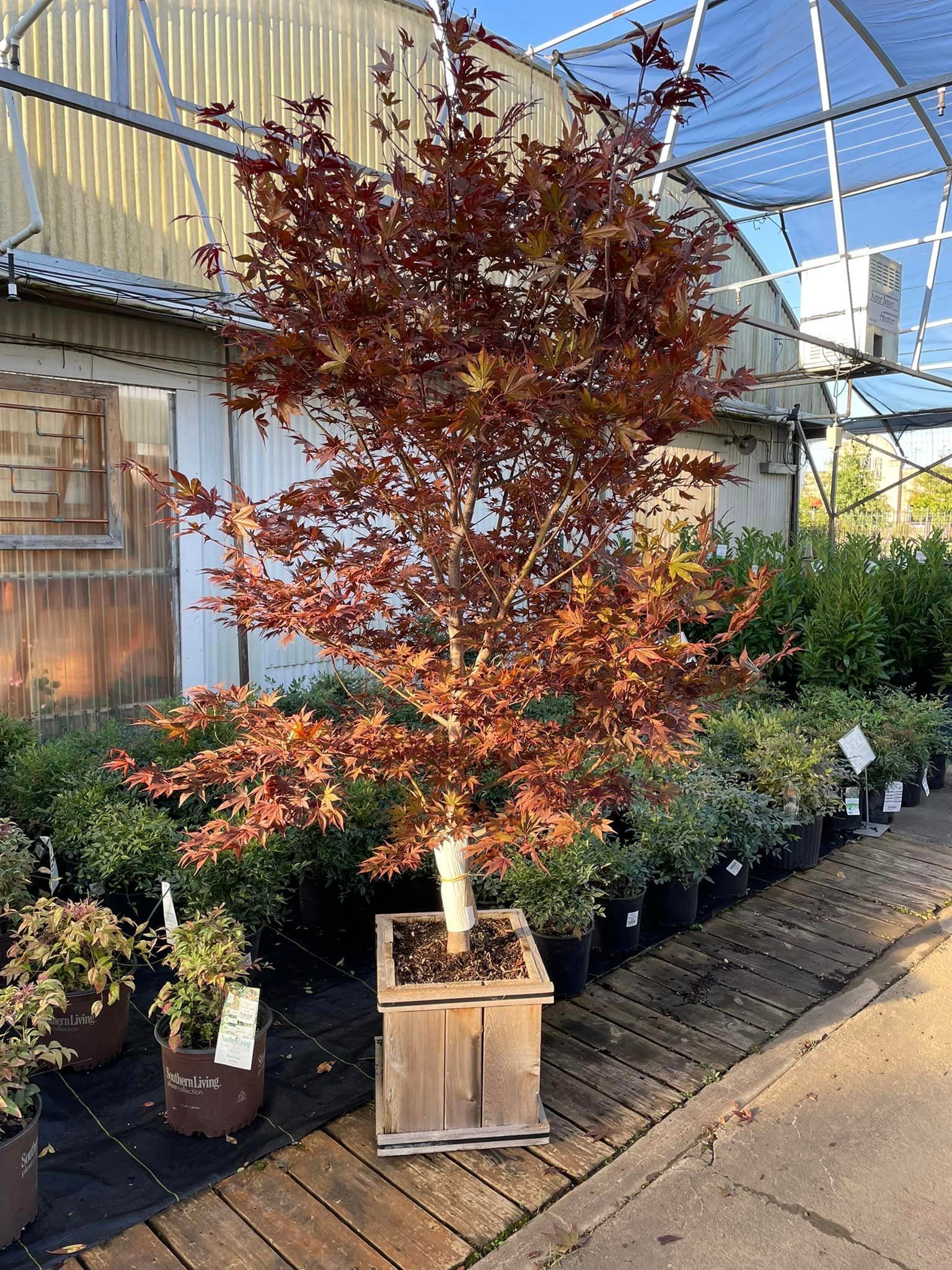 trees and shrubs