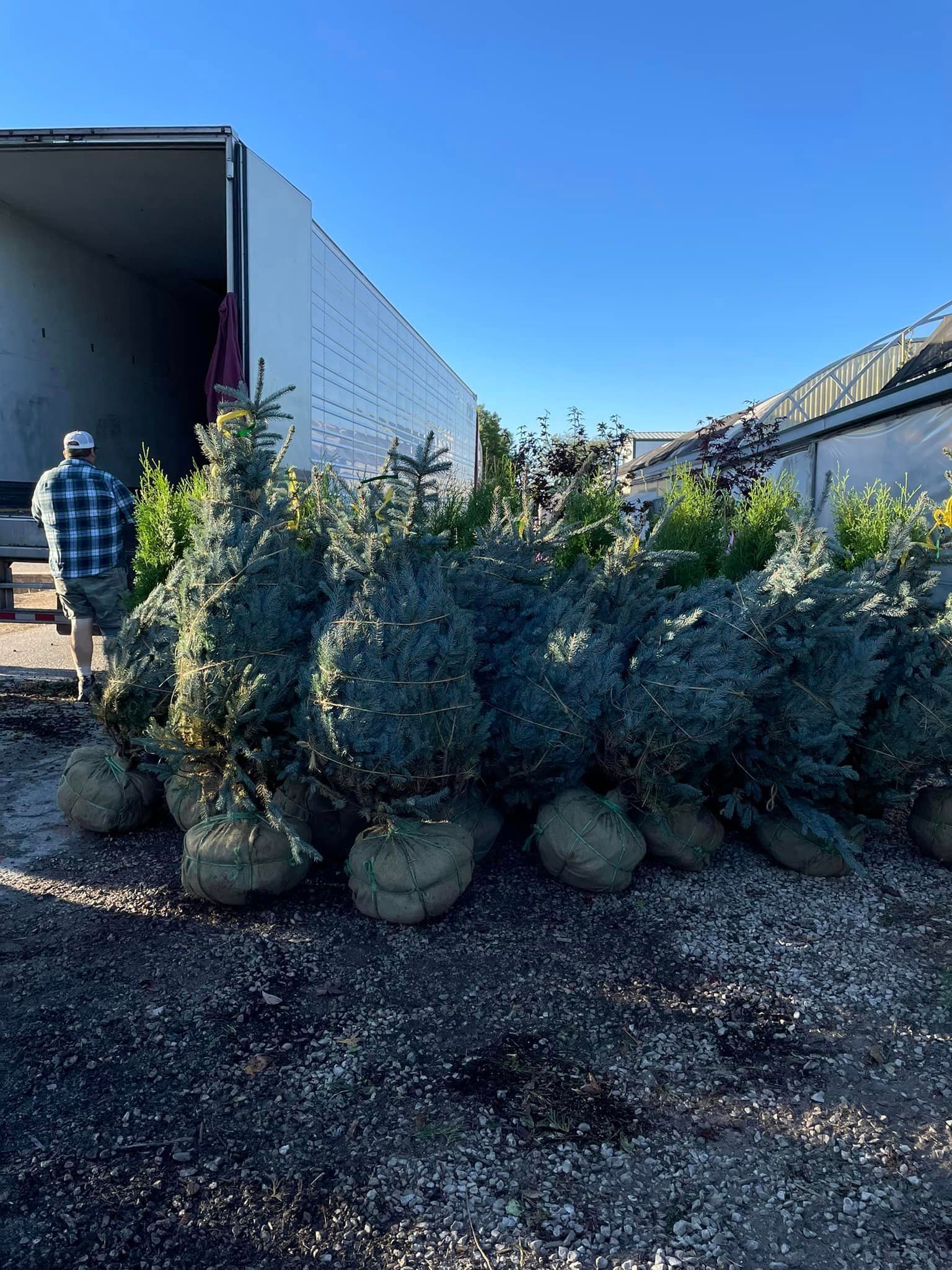 trees and shrubs