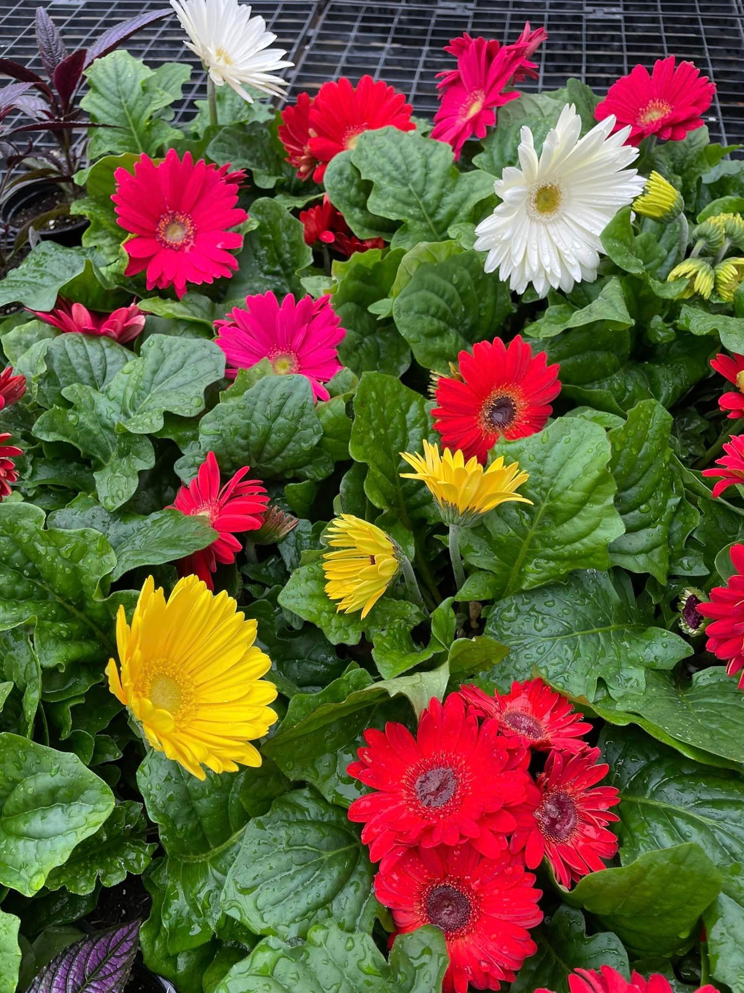 perennial and annuals