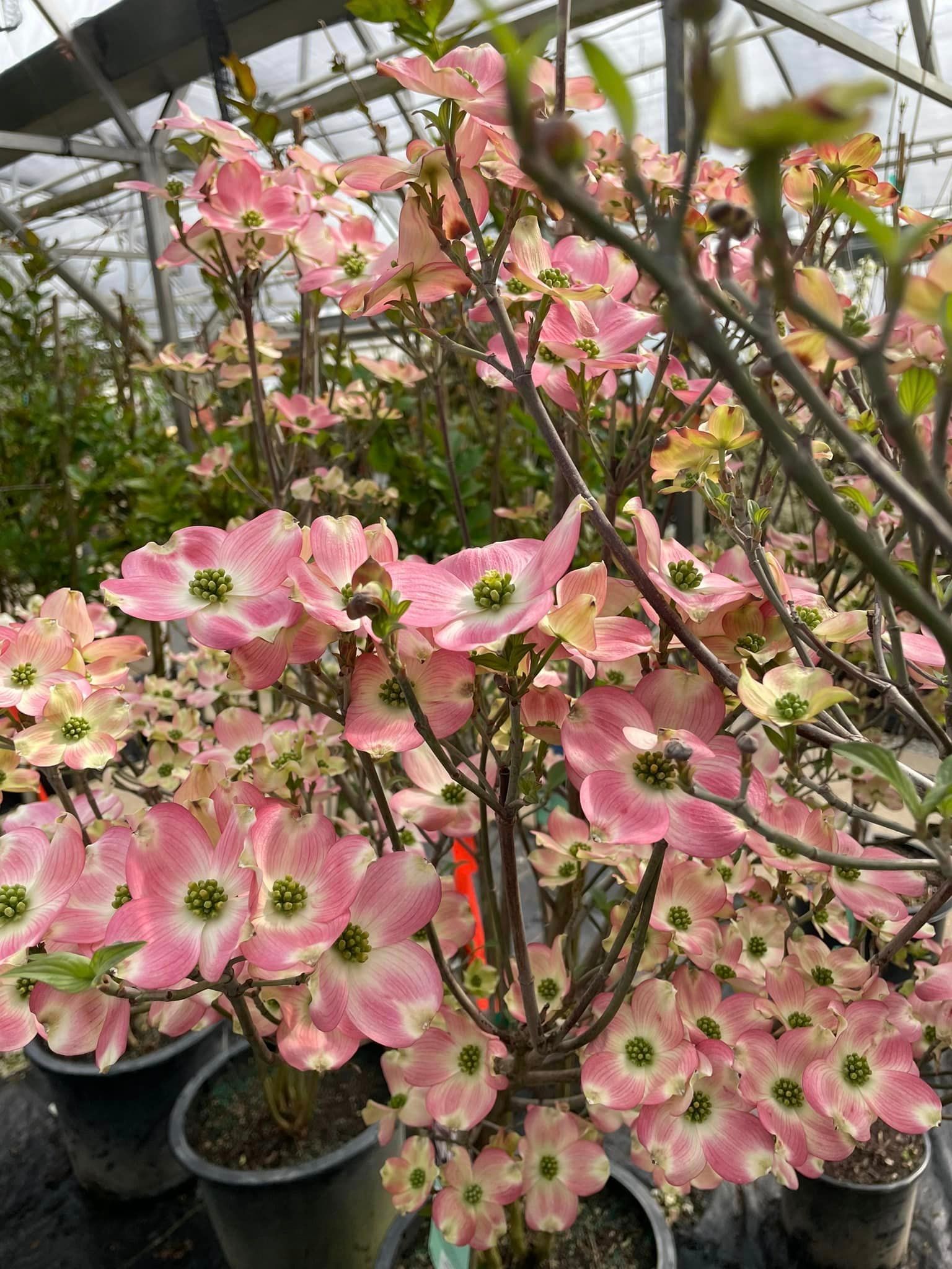 trees and shrubs