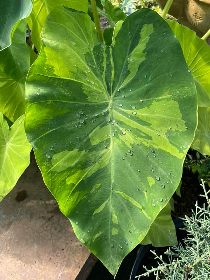 tropical plants and succulents