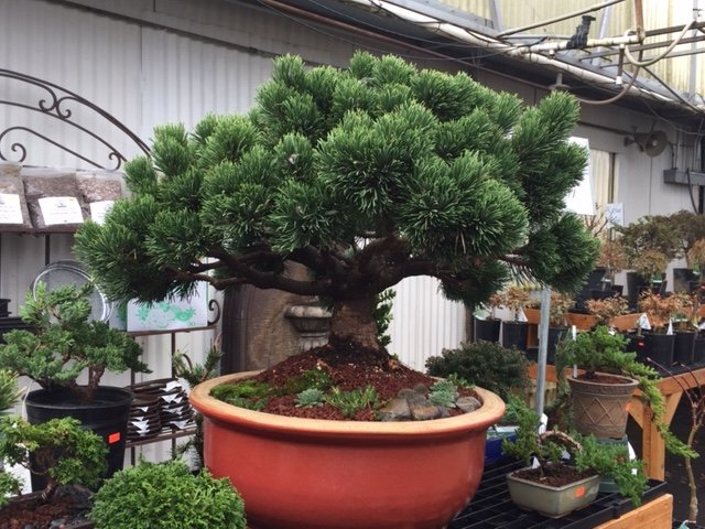 trees and shrubs
