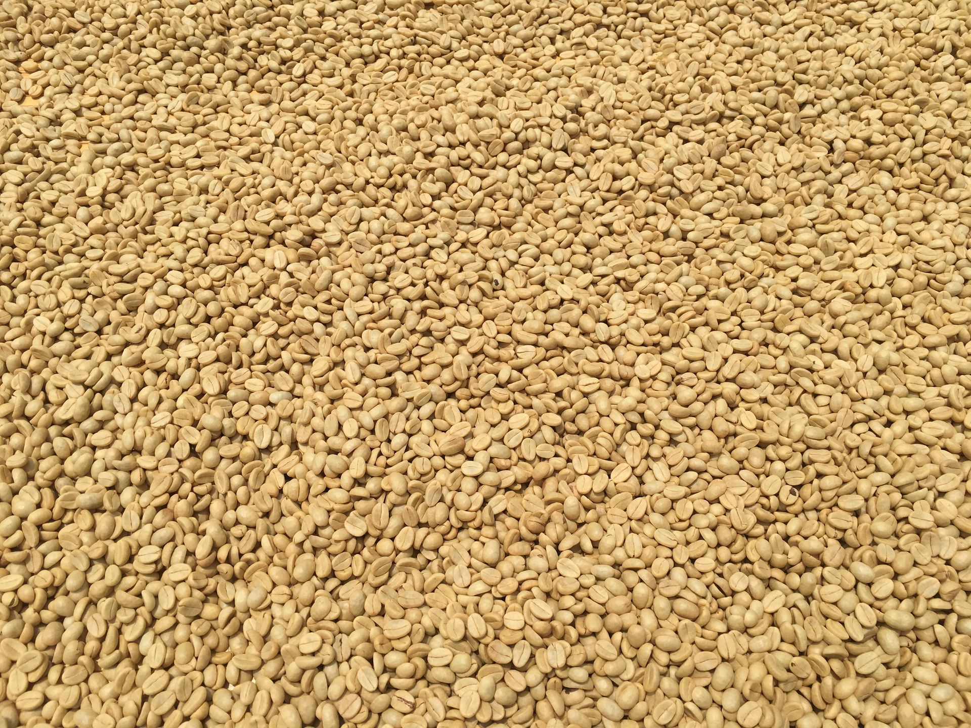 咖啡豆環繞著一杯白咖啡和一把湯匙；背景中可以看到一個粗麻布袋。