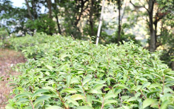 陽光普照的森林裡，一排排綠茶樹。