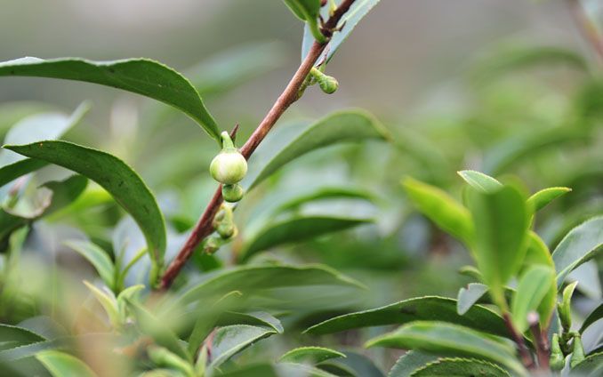 茶枝條特寫，綠葉繁茂，花苞含苞待放。