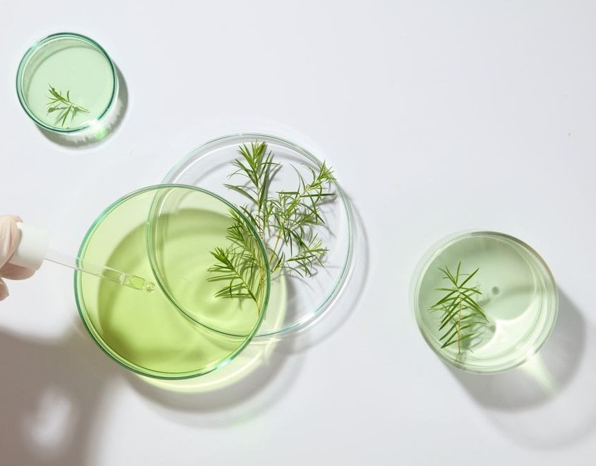 A person is holding a pipette over a petri dish with tea tree plant in it - Tea Tree Oil in Cairns | Tea Tree Solutions
