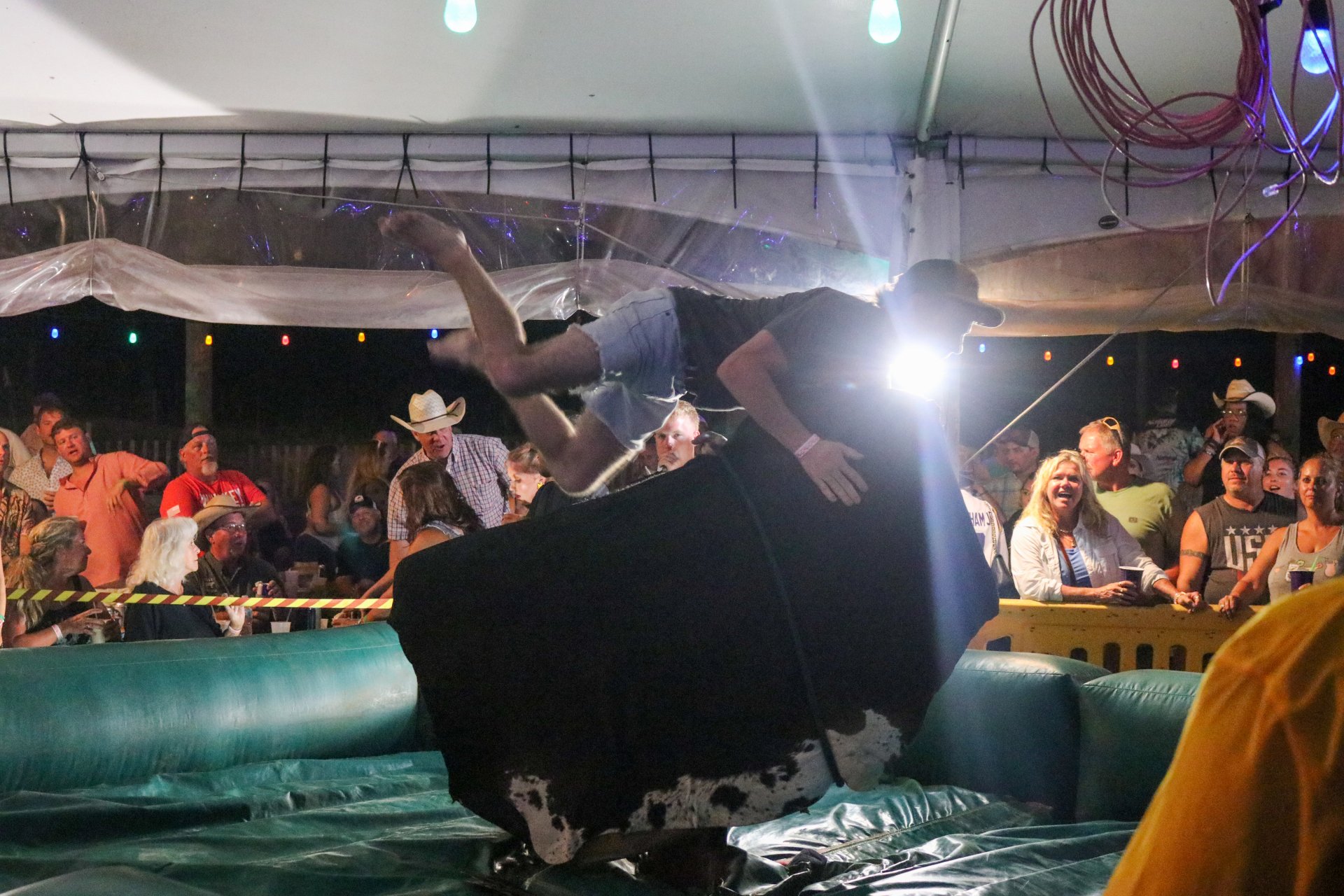 FLORABAMA BULLS ON THE BEACH