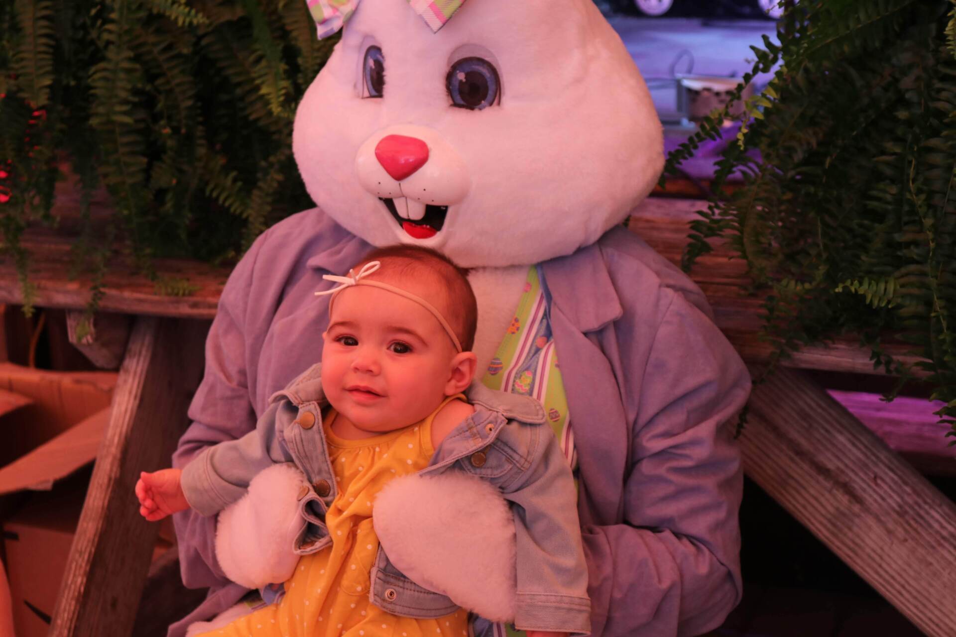 A baby wearing a yellow dress and denim jacket sits on the lap of a person in a white Easter bunny costume.