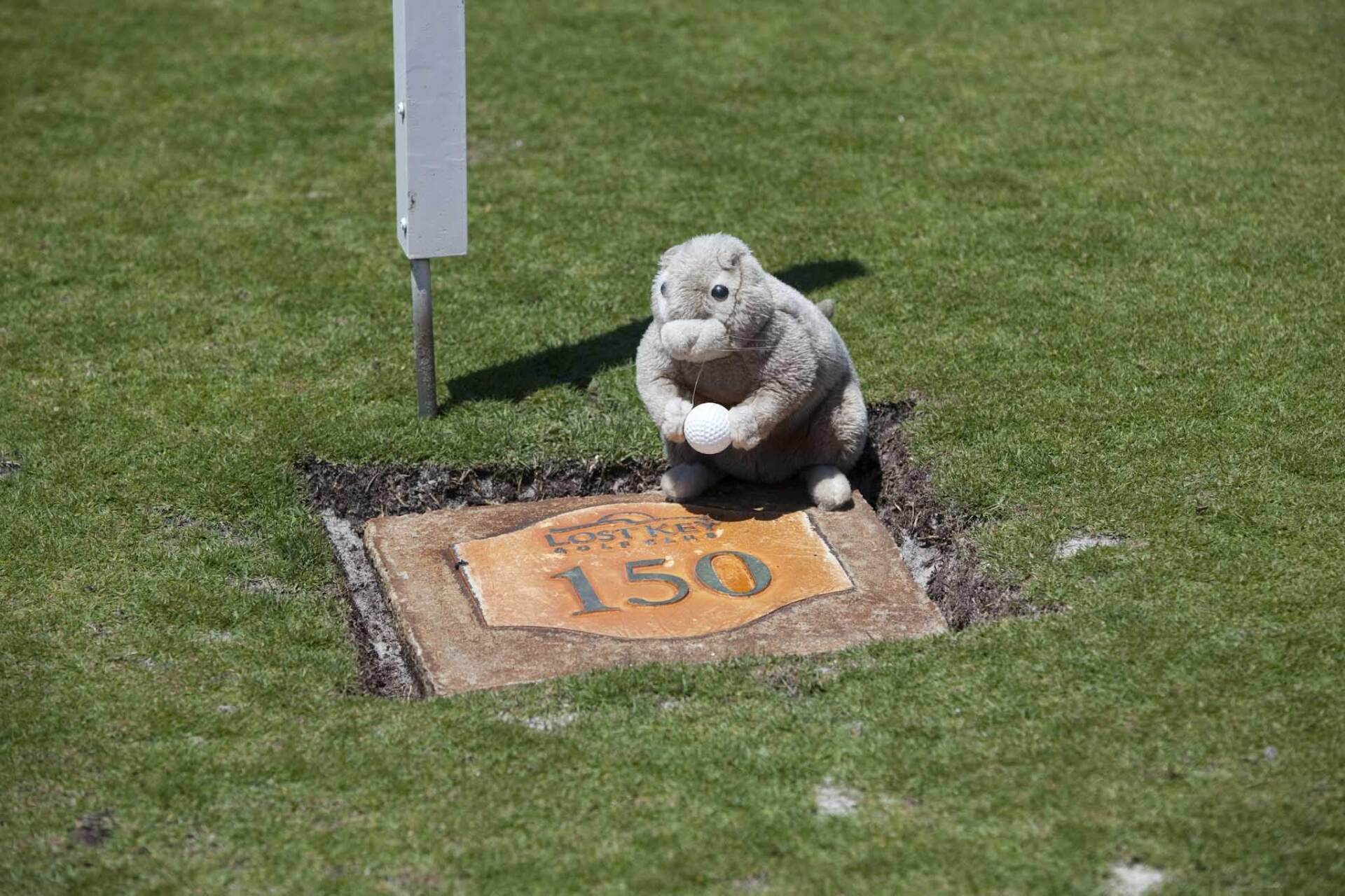 A plush gopher toy holding a golf ball sits on a tan 150-yard golf course distance marker set in the grass.