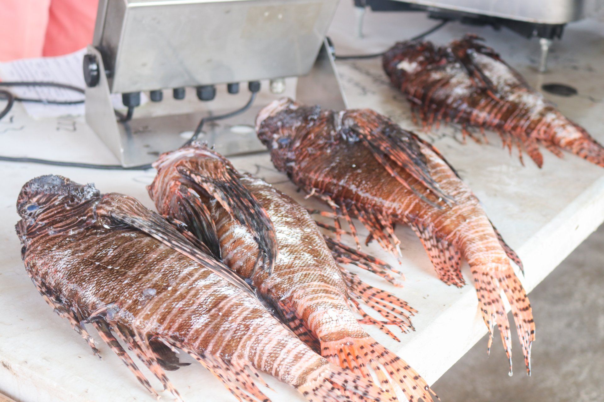 Three red and white striped lionfish lying on a white surface next to a metal scale.