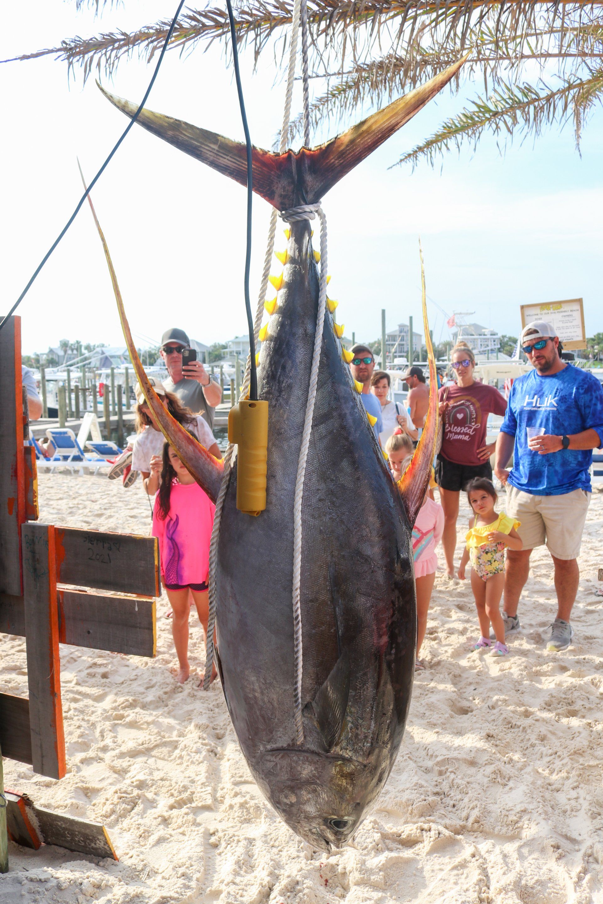 A large tuna fish hangs vertically from a scale on a sandy beach, with several people standing in the background.