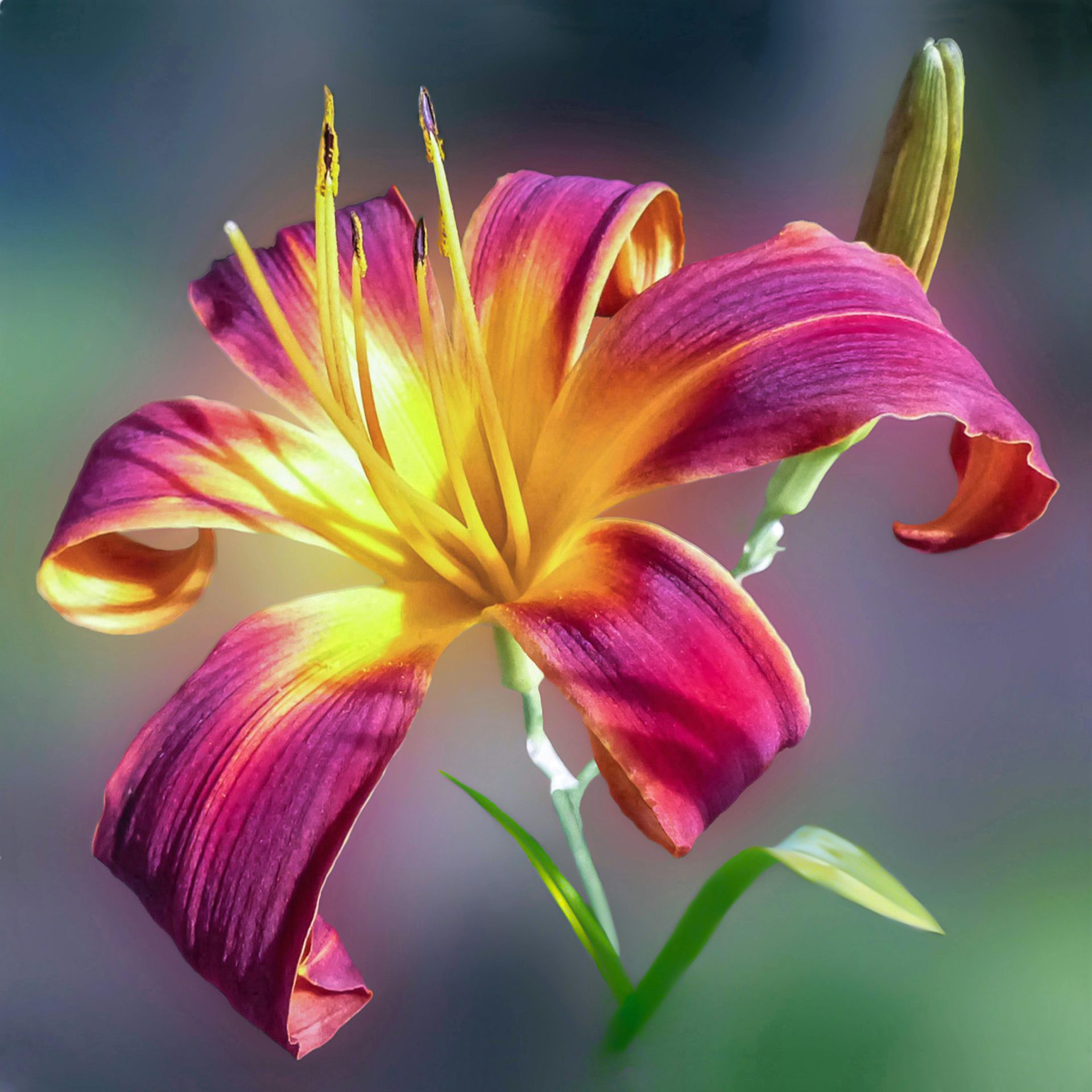Purple and yellow daylily in full bloom, with a green stem and bud, against a blurred background.