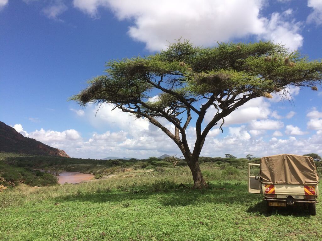 A jeep is parked under a tree in a grassy field.