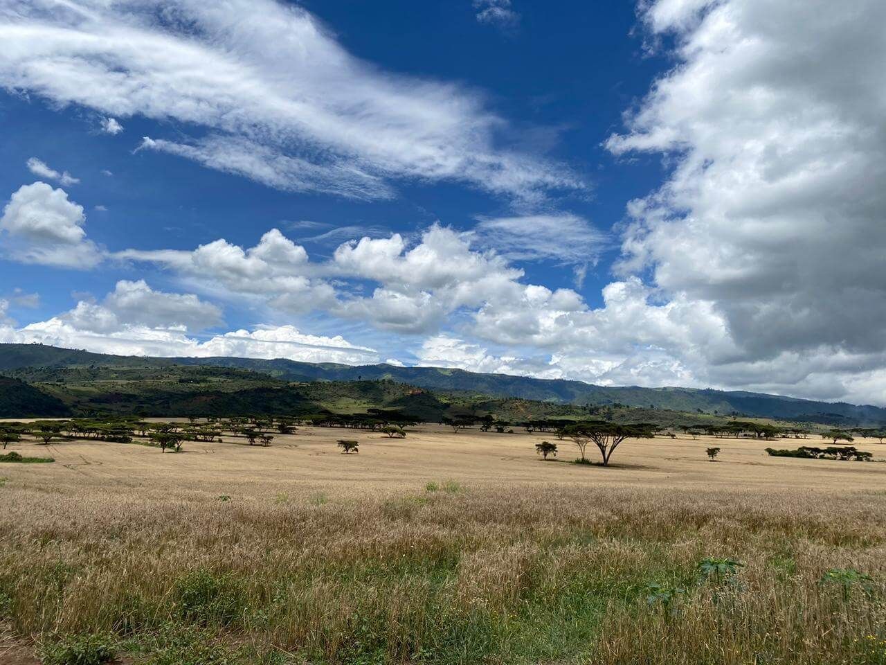A field with mountains in the background and a blue sky with clouds