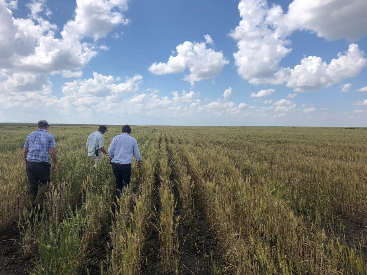 Three men are walking through a field of tall grass.