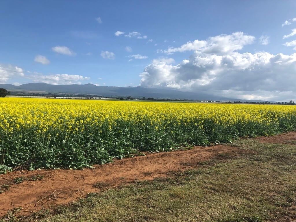 A field of yellow flowers with mountains in the background