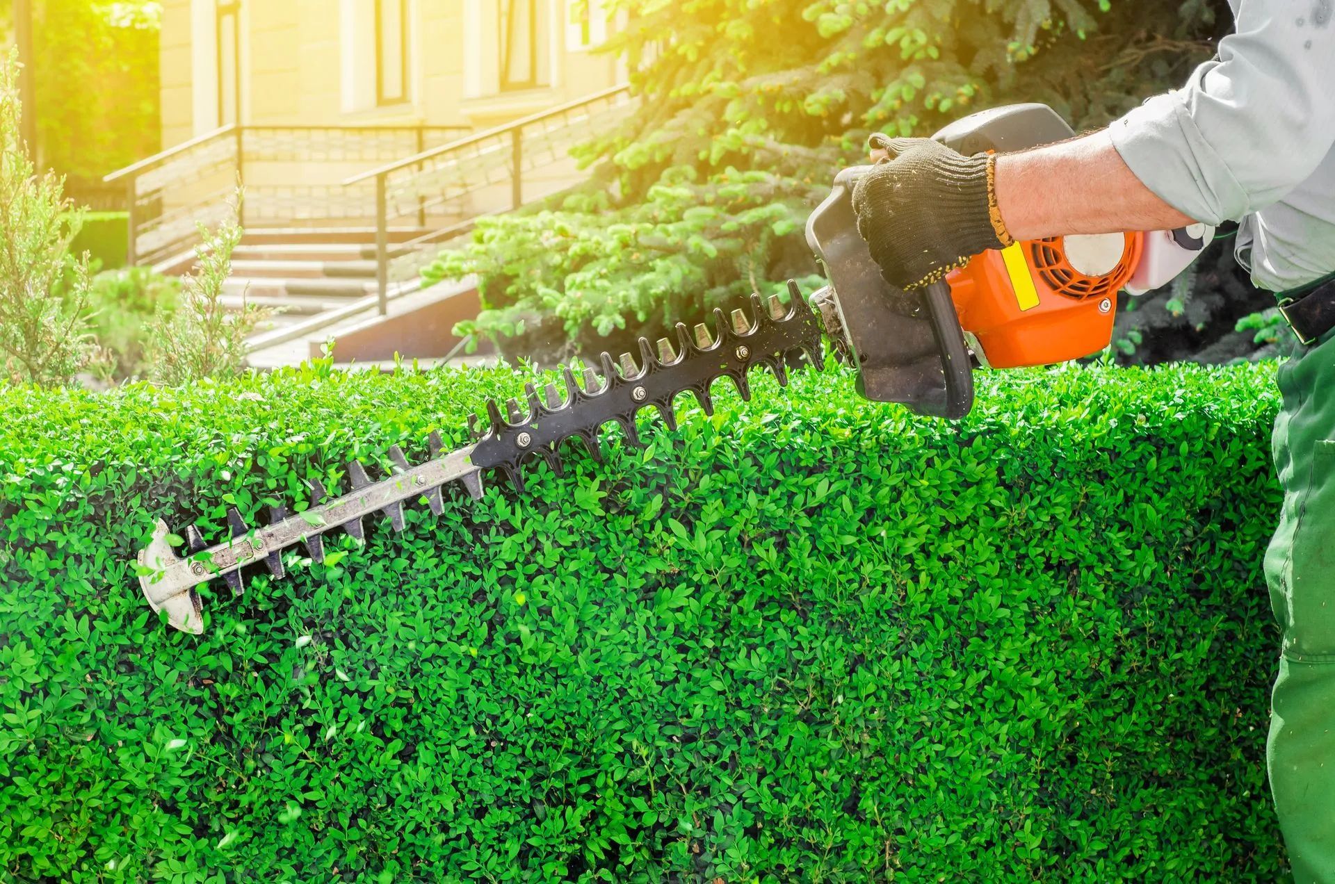 Hedge Trimming In Eaglevale | Shane & Catherine's Tree Service