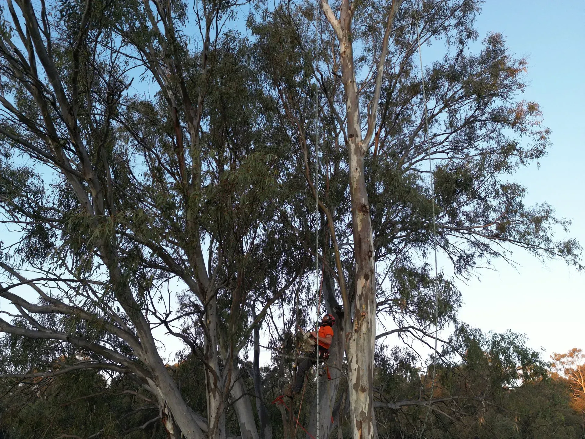 Tree Removal in South West Sydney | Shane & Catherine's Tree Service