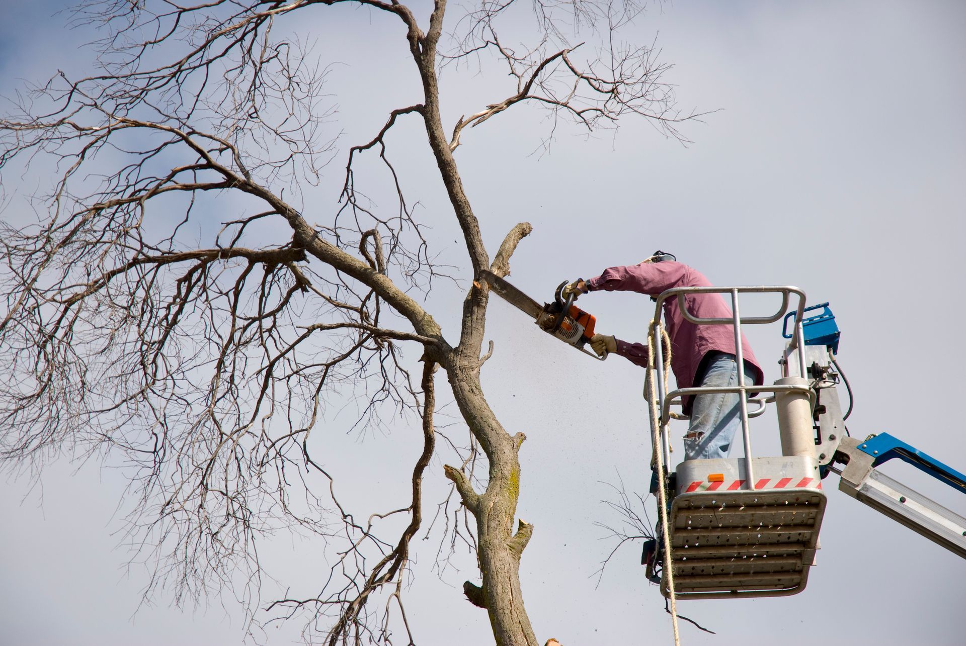 Tree Pruning in Eaglevale | Shane & Catherine's Tree Service
