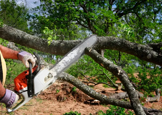 Shane & Catherine's Tree Service  servicing South Western Sydney