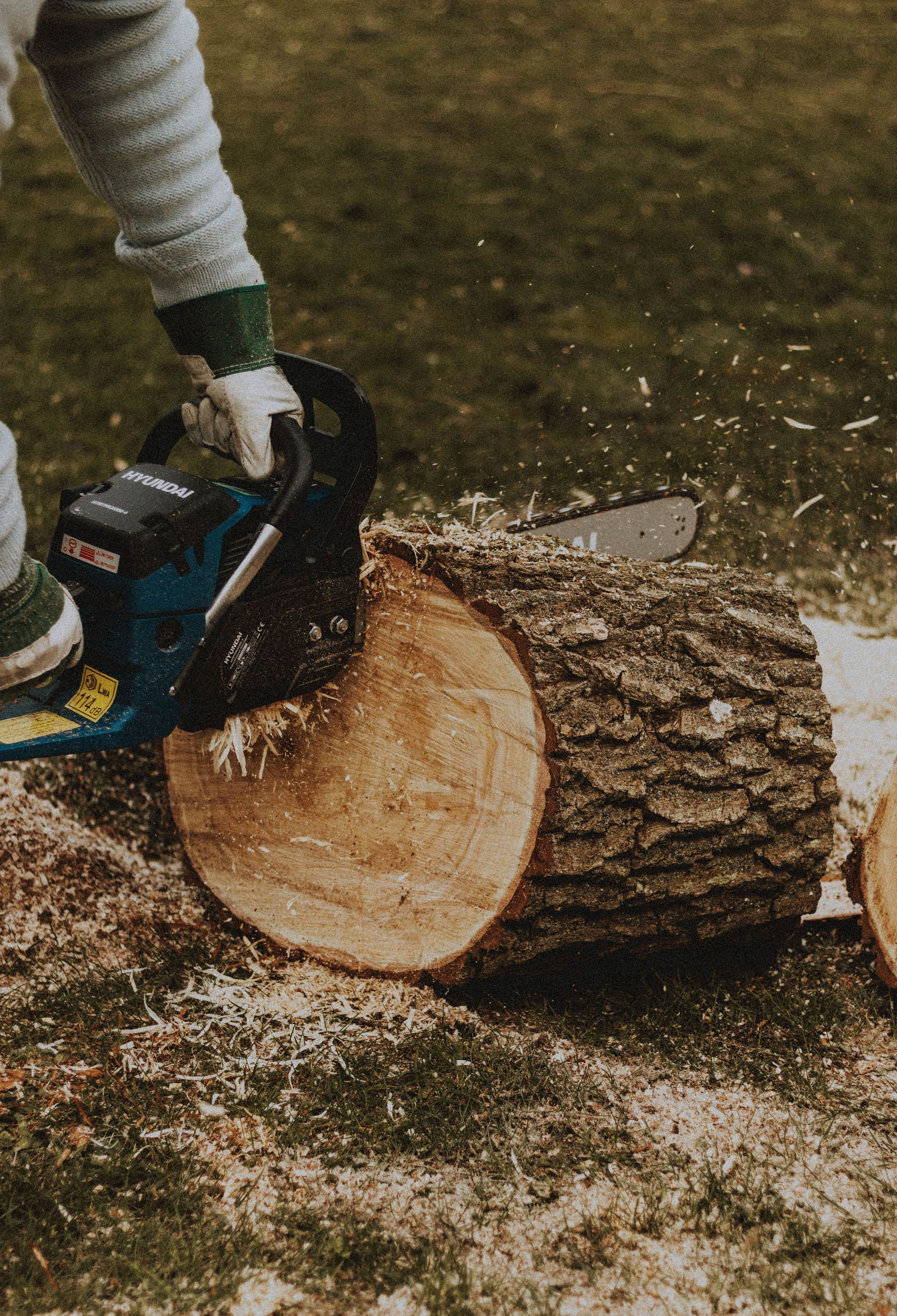 What's Involved in Professional Tree Branch Removal? | Shane & Catherine’s Tree Service