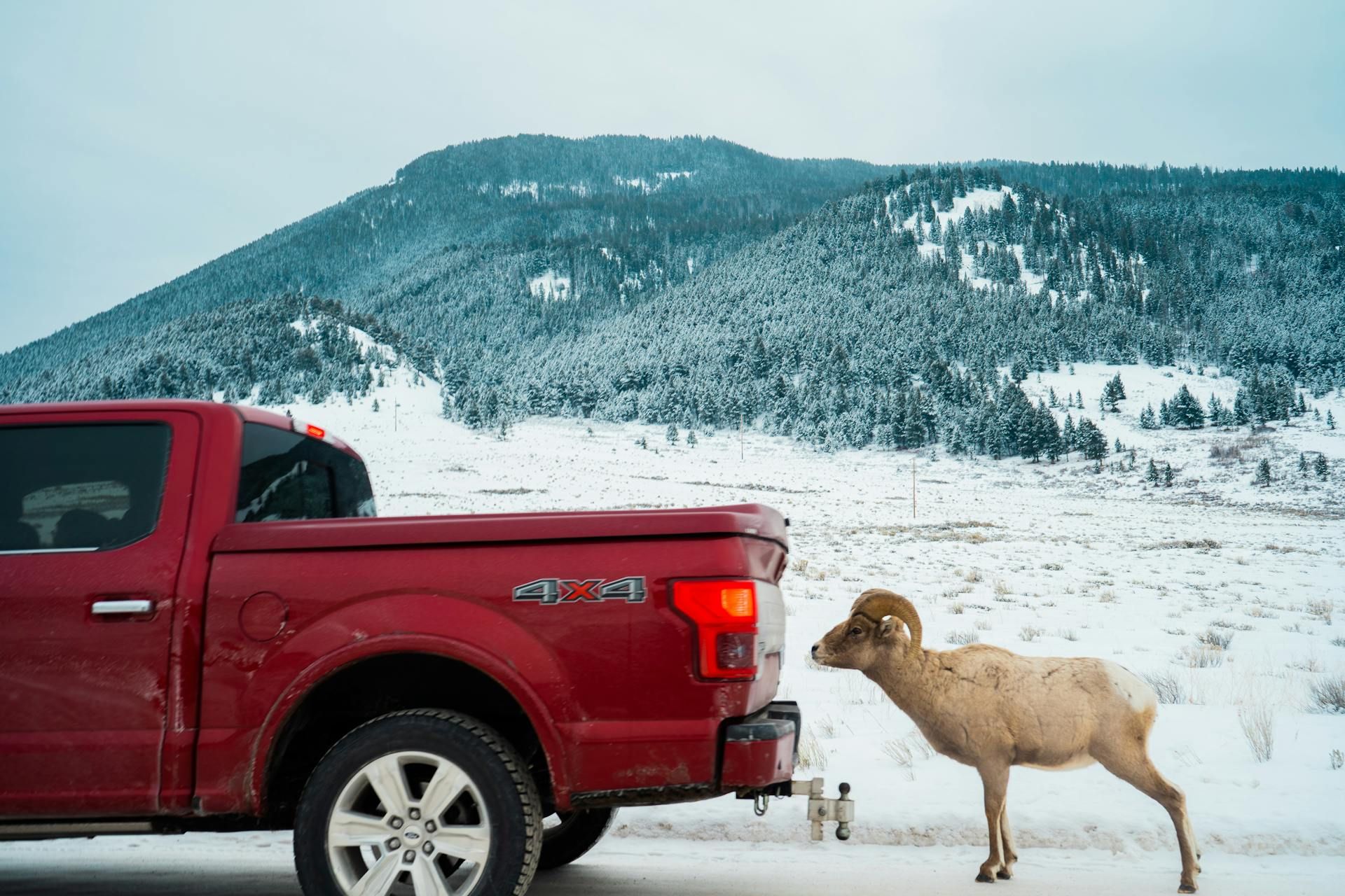 A ram is standing next to a red truck in the snow.