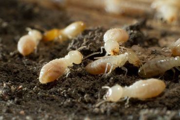 pest treatments