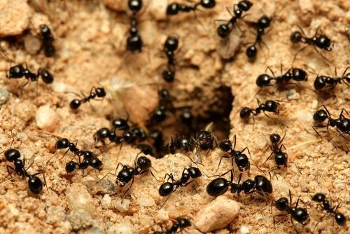Ants